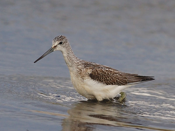 Valkoviklo, Common Greenshank, Tringa nebularia